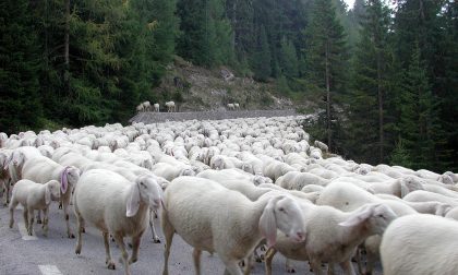 "Blue Tongue" in arrivo i vaccini. Confagricoltura Piemonte: "Ascoltata la nostra richiesta"