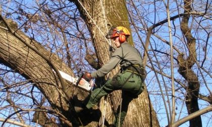 Programmati interventi sugli alberi a Novara