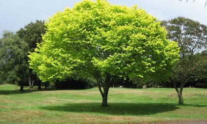 Alberi prestigiosi in provincia di Novara: ecco dove sono