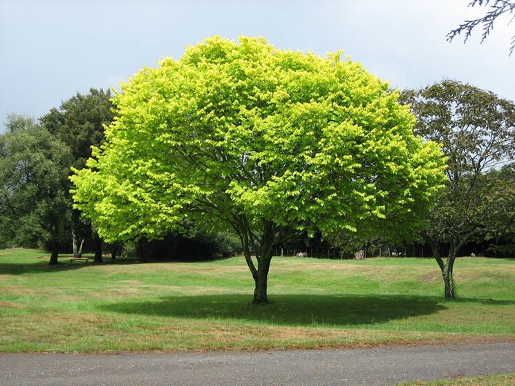 Alberi prestigiosi in provincia di Novara: ecco dove sono