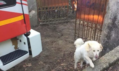 Arona: vigili del fuoco salvano cane caduto in uno scantinato di una cartiera dismessa
