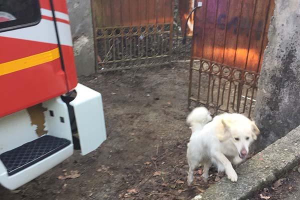Arona: vigili del fuoco salvano cane caduto in uno scantinato di una cartiera dismessa