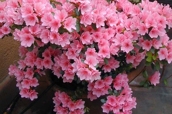 Dal “bonus verde” un’opportunità