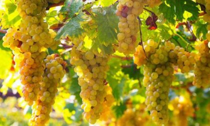 Vendemmia 2017 Erbaluce ottima annata