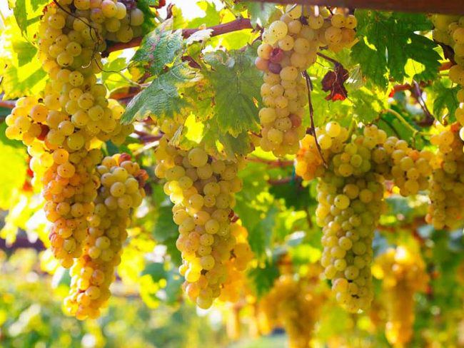 Vendemmia 2017 Erbaluce ottima annata
