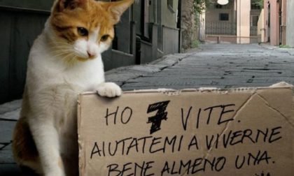 Festa del gatto oggi si celebrano i nostri amici pelosi