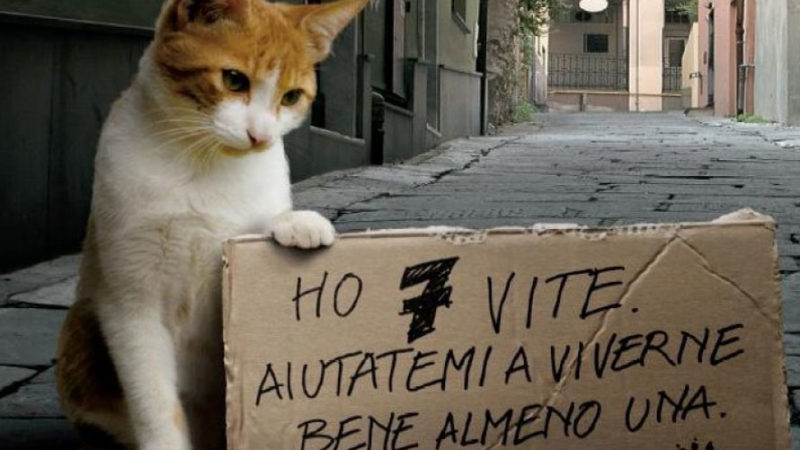 Festa del gatto oggi si celebrano i nostri amici pelosi