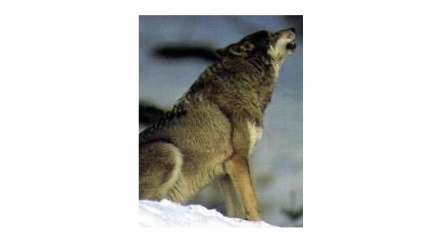 Il lupo c’era: esemplare maschio trovato morto sul ciglio della strada