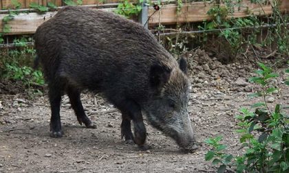 Maggiora: incidente con investimento di un cinghiale