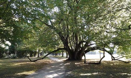 Monumenti verdi: Novara e Vco a quota 27