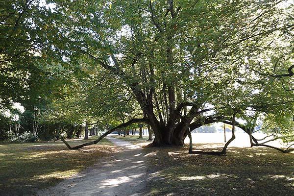 Monumenti verdi: Novara e Vco a quota 27