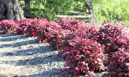 Fiori rubati dal cimitero di Bogogno: la denuncia