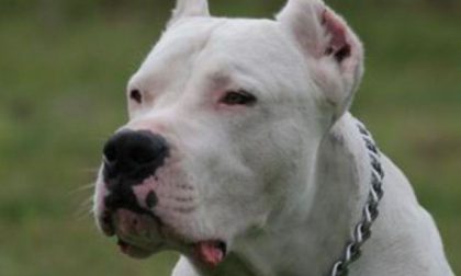 Orecchie cani mozzate: nei guai allevatori e veterinario