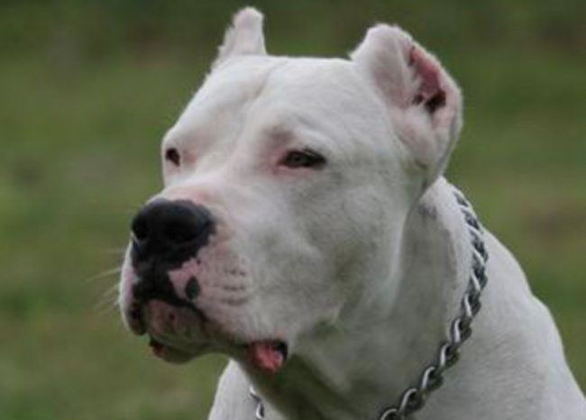 Orecchie cani mozzate: nei guai allevatori e veterinario