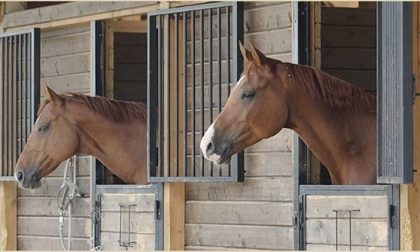 Stalliere palpa donna mentre sella un cavallo