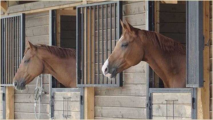 Stalliere palpa donna mentre sella un cavallo