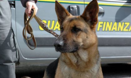 Droga in valigia in manette un trentenne