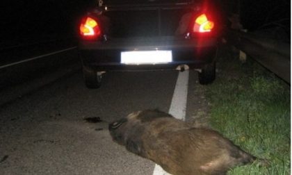 Cinghiale investito a Pogno: auto distrutta