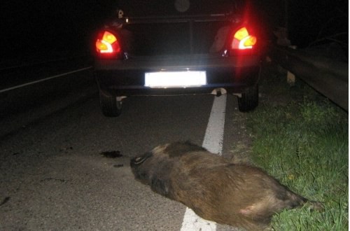 Cinghiale investito a Pogno: auto distrutta