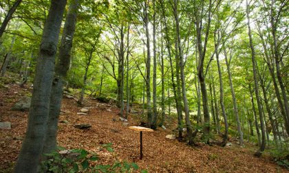 Boschi e foreste: positiva l'approvazione del testo unico