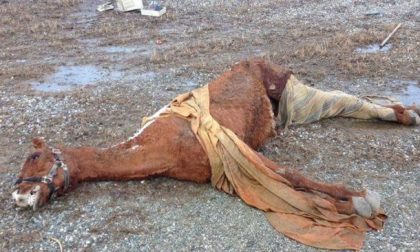 Cavallo torturato denunciato il proprietario