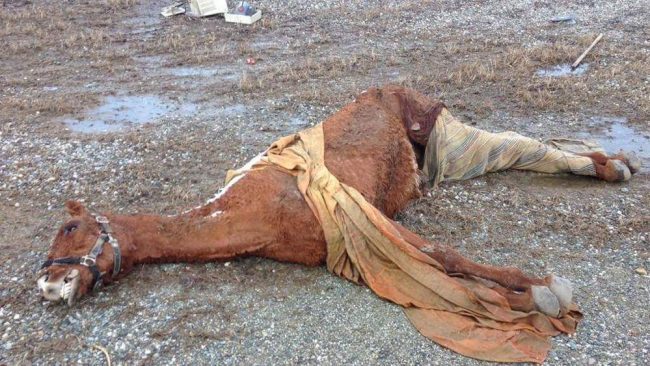 Cavallo torturato denunciato il proprietario