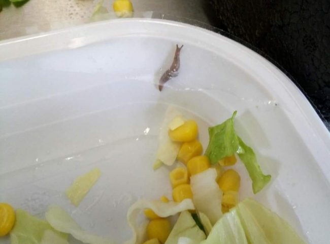 Lumache e muffa sta facendo il giro del web l’allarme mensa scolastica