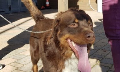 Novara cucciolo simil Labrador cerca casa