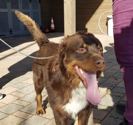 Novara cucciolo simil Labrador cerca casa
