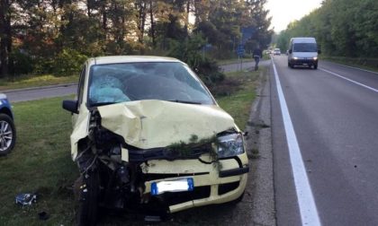 Caprioli investiti e auto finita fuori strada a Momo