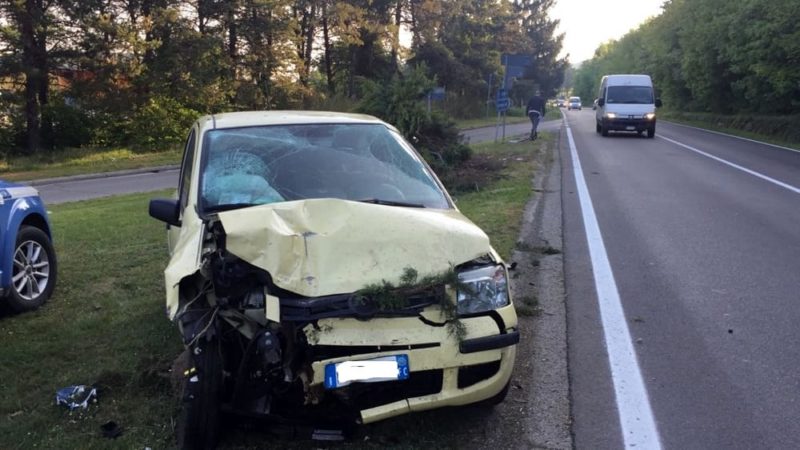 Caprioli investiti e auto finita fuori strada a Momo