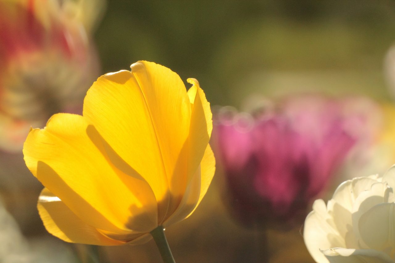 Villa Taranto batte i giardini di Versailles
