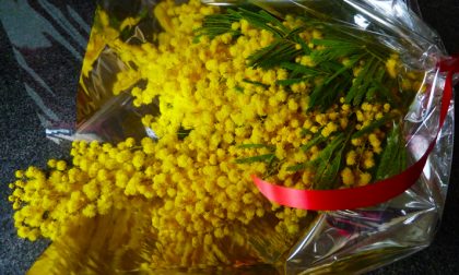 Sequestrati fiori "illegali" per la Festa della Donna