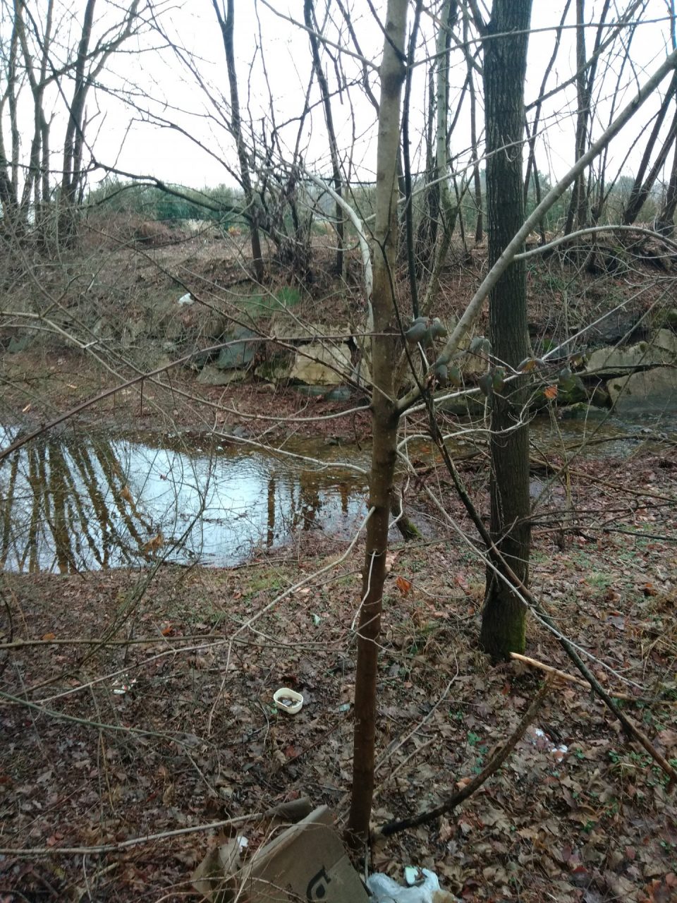Torrenti puliti contro le alluvioni: si parte dal Lirone