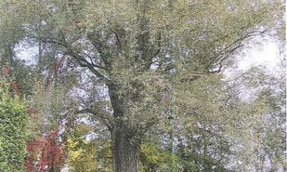Salice bianco di Dormelletto tra i 176 tesori viventi della Regione