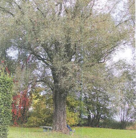 Salice bianco di Dormelletto tra i 176 tesori viventi della Regione