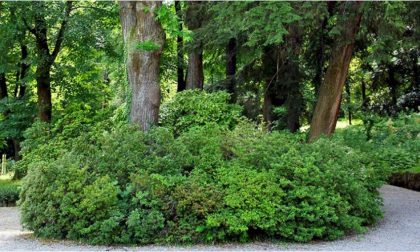 Villa Pallavicino: riapre il famoso parco