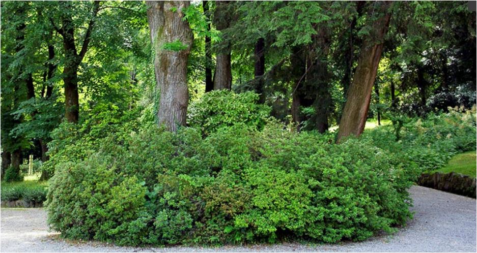 Villa Pallavicino: riapre il famoso parco