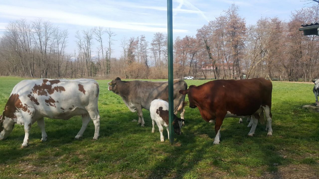 Tir si ribalta sulla A4 e perde un carico di…mucche