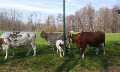 Tir si ribalta sulla A4 e perde un carico di...mucche