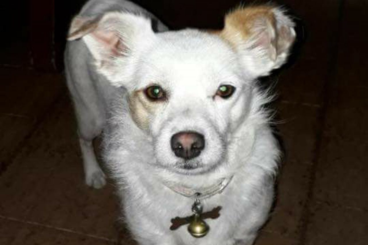 Aggiornamento: “Carol è tornata a casa!”