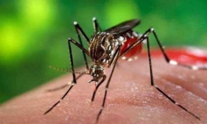 Febbre gialla: consigli per chi va in Brasile