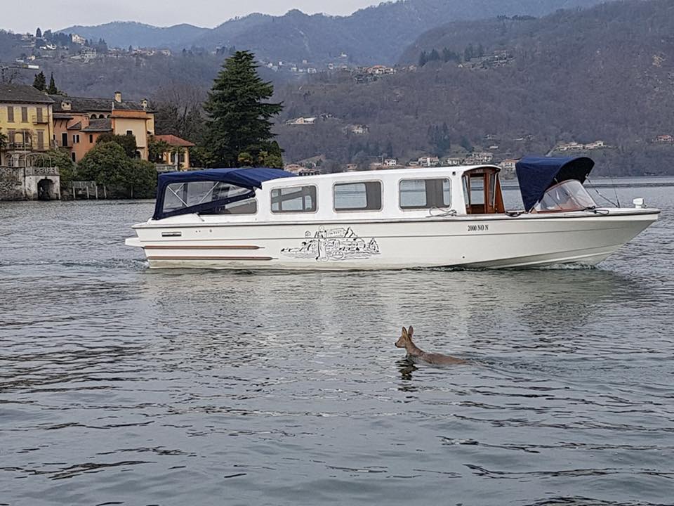 Cade nel lago, capriolo in salvo