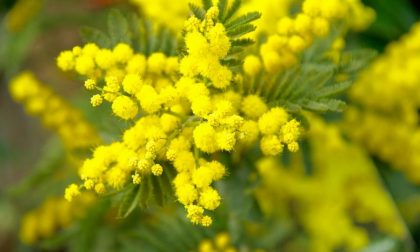 Sequestro di fiori a un venditore abusivo