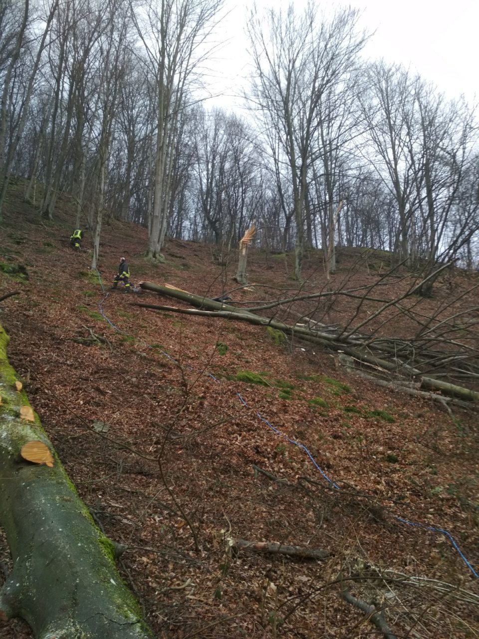 Pensionato muore nei boschi colpito da un albero