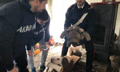 Traffico animali esotici 46enne finisce nei guai