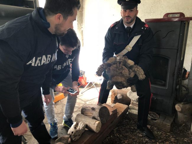 Traffico animali esotici 46enne finisce nei guai