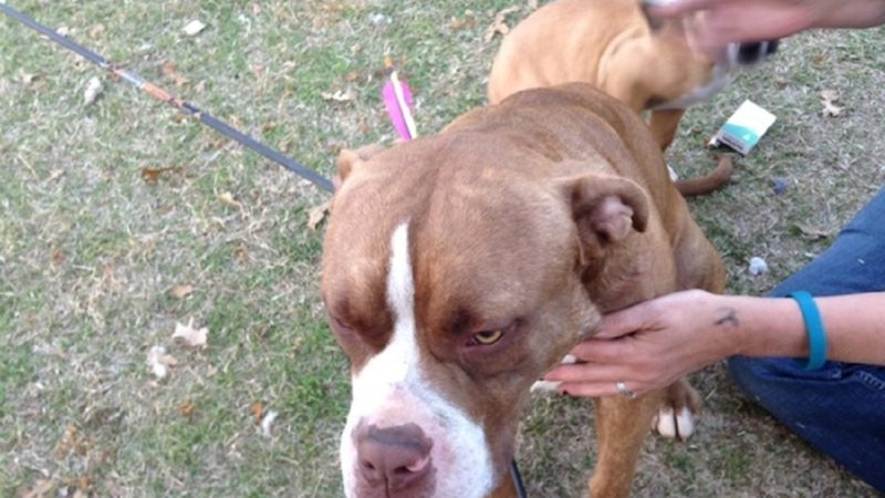 Cane infilzato da una freccia