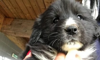 Cuccioli buttati in Tangenziale: uno è stato triturato