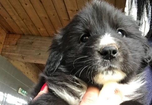 Cuccioli buttati in Tangenziale: uno è stato triturato